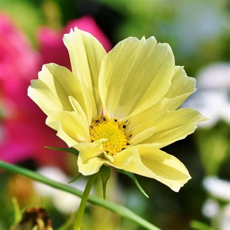 300 Cosmos Bipinnatus Yellow seeds | Etsy