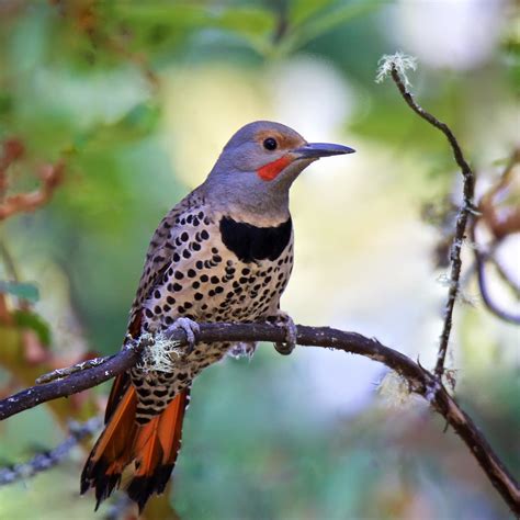 Red-shafted Northern Flicker male | Flickers can be very lou… | Flickr