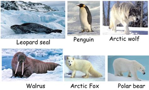 Science Scoop with Neha: ANIMALS IN POLAR REGION, CLASS 7