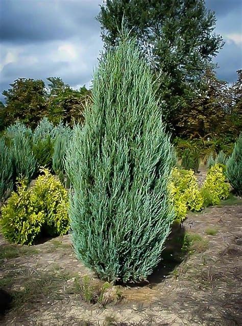 Skyrocket Juniper | Evergreen landscape, Garden shrubs, Garden landscaping