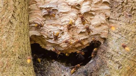 Hornet Nest Identification