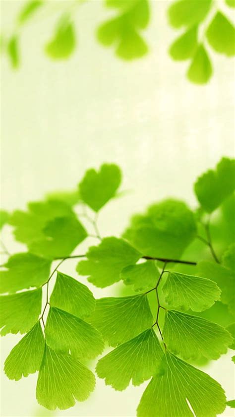 Nature Bright Ginkgo Tree Leaves iPhone Wallpapers Free Download