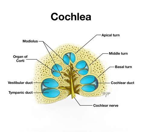 Anatomy Of Cochlea Spiral Organ Ear