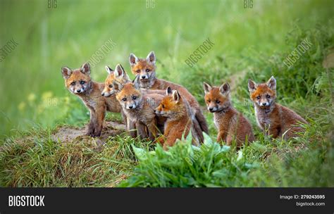 Red Fox, Vulpes Vulpes Image & Photo (Free Trial) | Bigstock