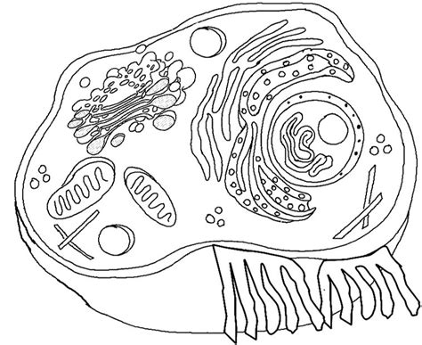 Animal Cell Coloring