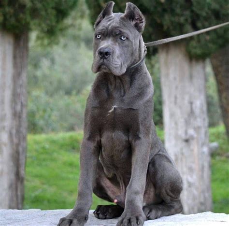 Albums 99+ Pictures Cane Corso Pictures Italian Mastiffs Full HD, 2k, 4k