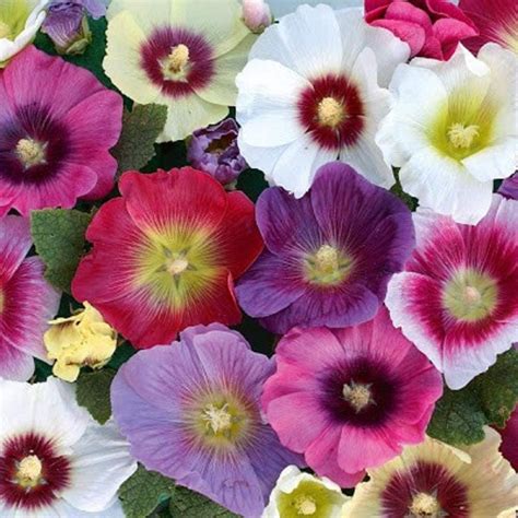 Hollyhock Flower Seeds, Hollyhock Mixed Flower Seeds, cool BEANS N ...