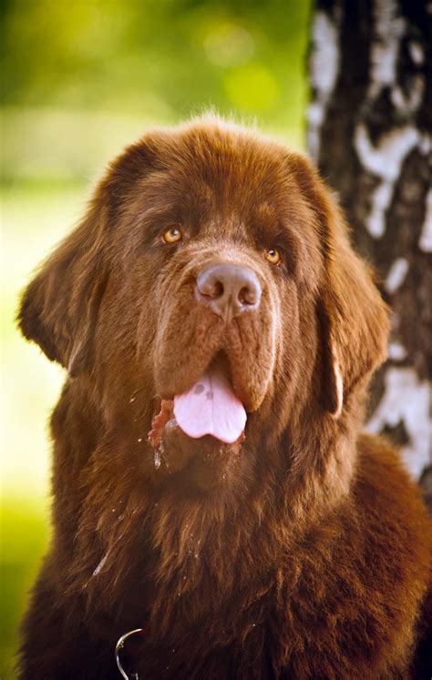 All About The Brown Newfoundland Dog - My Brown Newfies