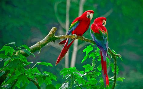 Sleeping Parrots #7033423 | Parrots | Bird wallpaper, Parrot wallpaper, Birds wallpaper hd