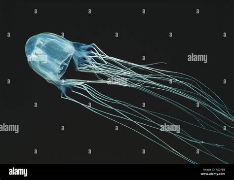 Box Jellyfish (Chironex fleckeri) Kills within 4min. Most venomous Stock Photo: 3219122 - Alamy