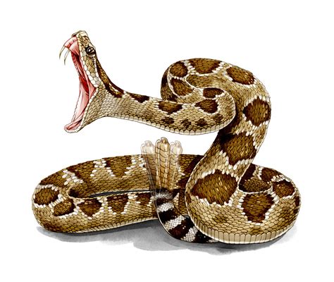 Diamondback Rattlesnake Drawing at GetDrawings | Free download