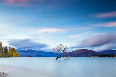 Wanaka Tree in Sunrise, New Zealand Stock Image - Image of fall ...