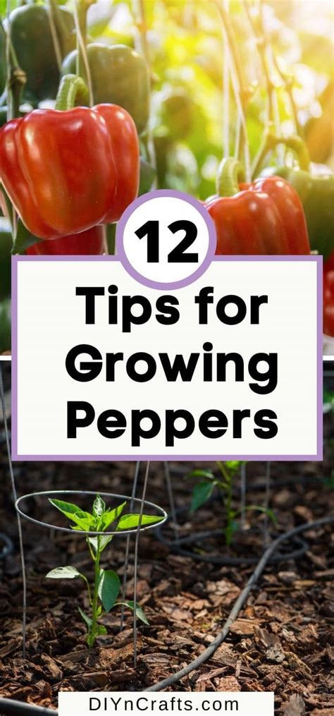 12 Tips for Growing Peppers to Maximize Your Harvest - DIY & Crafts