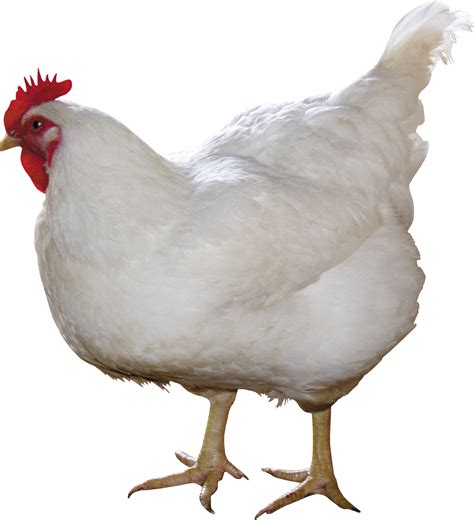 white chicken PNG image