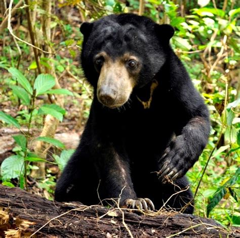 Malayan Sun Bear - Malaysian Wildlife