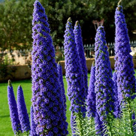 Pride Of Madeira Seeds (Echium Fastuosum) - Price €1.50