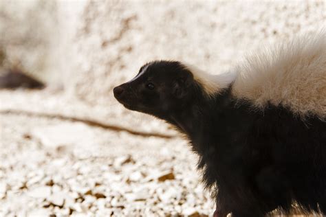 8 Fascinating Skunk Species