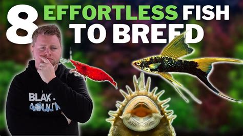 8 Effortless Fish to Breed - Great Options for Easy Aquarium Breeding - YouTube