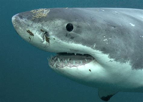 12 Adaptations of the Great White Shark | Always Learning!