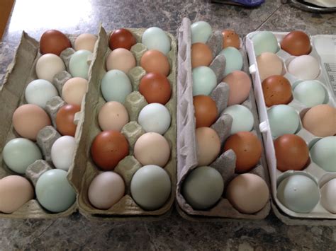 Eggs from Phoenix Farms Heritage Chickens | Heritage chickens, Chickens ...