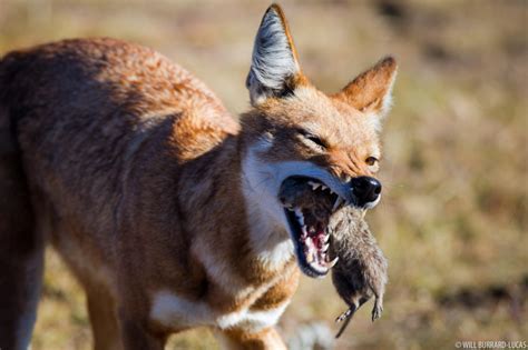 Ethiopian Wolves | Photos Pictures Images