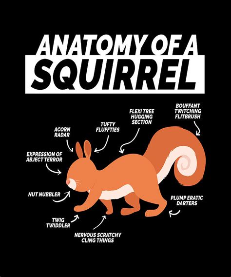 Anatomy Of A Squirrel Squirrel Rodent Digital Art by Moon Tees - Fine Art America