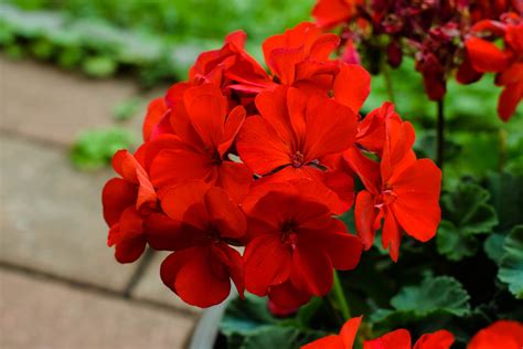 Flower, Flowers, Photo, Photography, Nature, Natural, Red, Summer | Flowers, Flower art, Nature