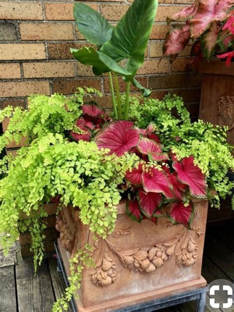 Garden planter | Garden plant pots, Potted plants for shade, Patio flower pots