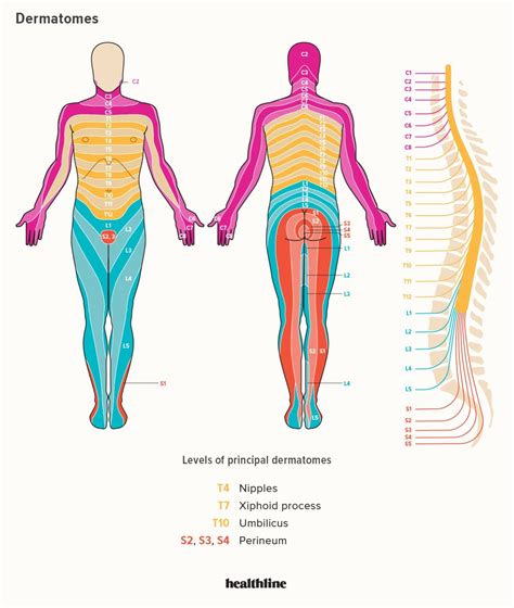 Cervical Nerve Dermatome Map - Dermatomes Chart and Map