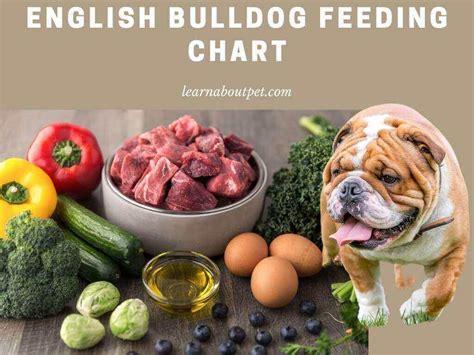 English Bulldog Feeding Chart : 12 Month By Month Comprehensive Feeding ...