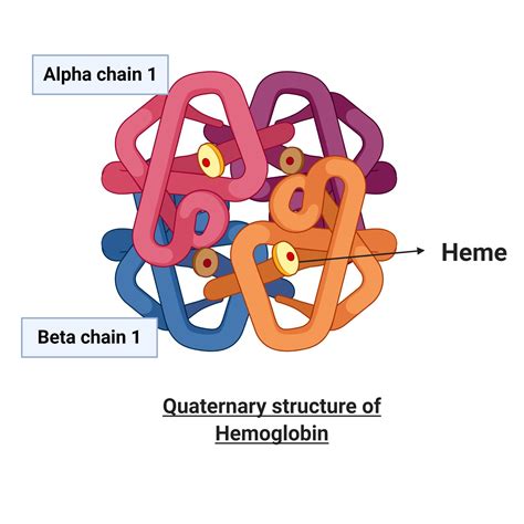 Hemoglobin has quaternary structure: a. True b. False 2. individual alpha-helices found in ...