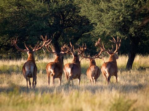 Argentina Red Stag Hunting | Argentina Big Hunting