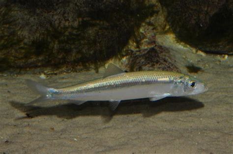 Atlantic Herring Information and Picture | Sea Animals