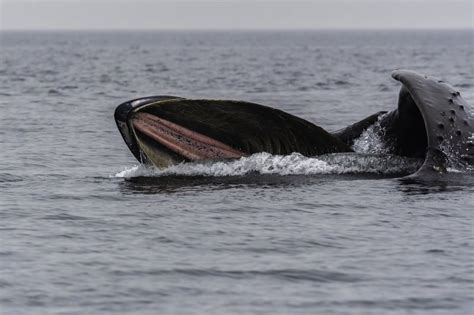 Whale of a tale: US fisherman says swallowed by humpback