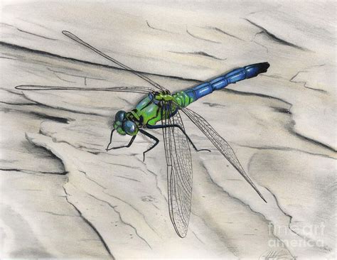 Blue-Green Dragonfly Drawing by Christian Conner - Fine Art America