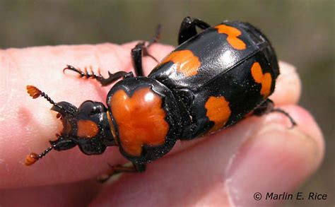 American burying beetle - Nicrophorus americanus - BugGuide.Net