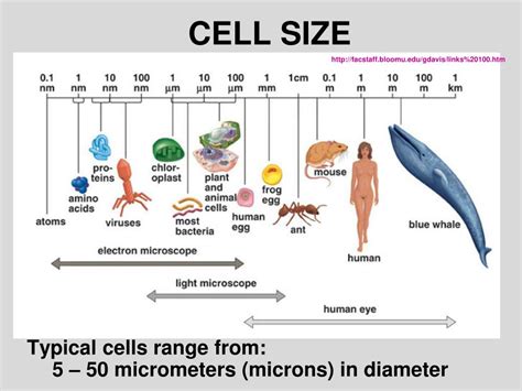 What Size Are Cells