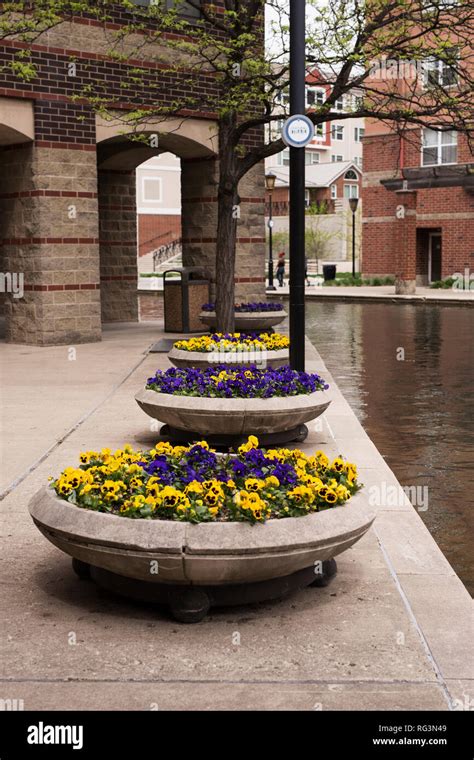 Pansies growing along the Indy Canal Walk on the White River in Indianapolis, Indiana, USA Stock ...