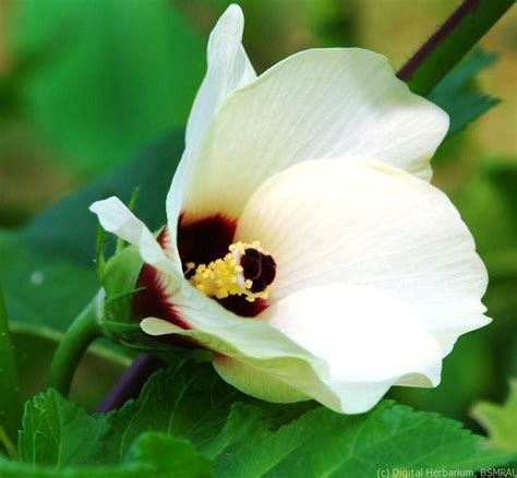 Okra – Digital Herbarium of Crop Plants