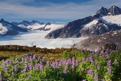 Mendenhall Glacier | Tongass National Forest, Alaska. | Photos by Ron Niebrugge