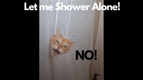 Cat Breaking into shower #Funny #cat #memes - YouTube