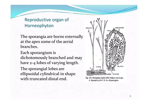 Fossils PTERIDOPHYTES | PPT | Free Download