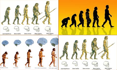 La Evolución es el proceso de transformación de una especie a otra, a ...