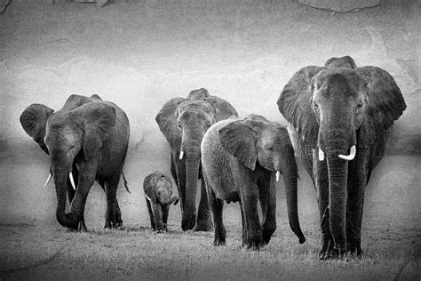 Elephant herd masked, background blurred, converted to B, combined with ...