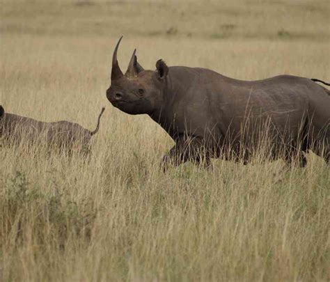 Rare Animals In Africa