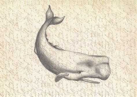 Sperm Whale 8x10 Art Print of Original Pencil Drawing - Etsy