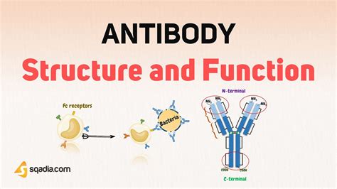 Antibody Structure and Function