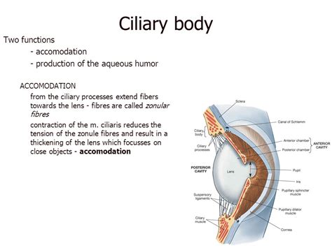 Function Of Ciliary Body - slidesharetrick