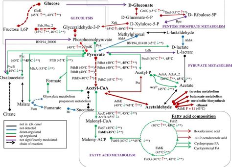 Schematic metabolic map adapted from KEGG pathways showing changes in ...