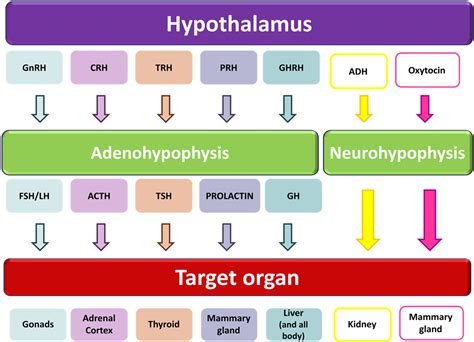 Endocrine Hormones And Functions Chart